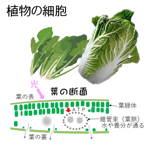 白菜の細胞の構造図、維管束（葉脈）はヒトでは血管と同じように水や養分が通る